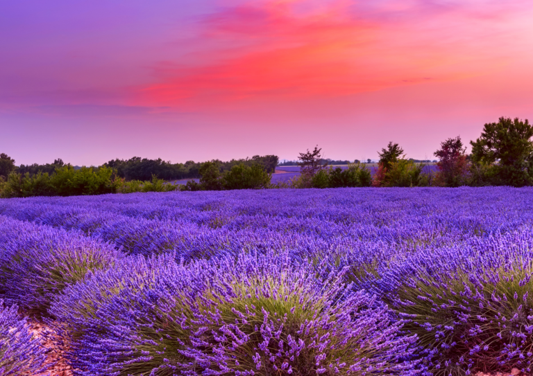 DELTA DEL PO’, NAVIGAZIONE E FIORI DI LAVANDA