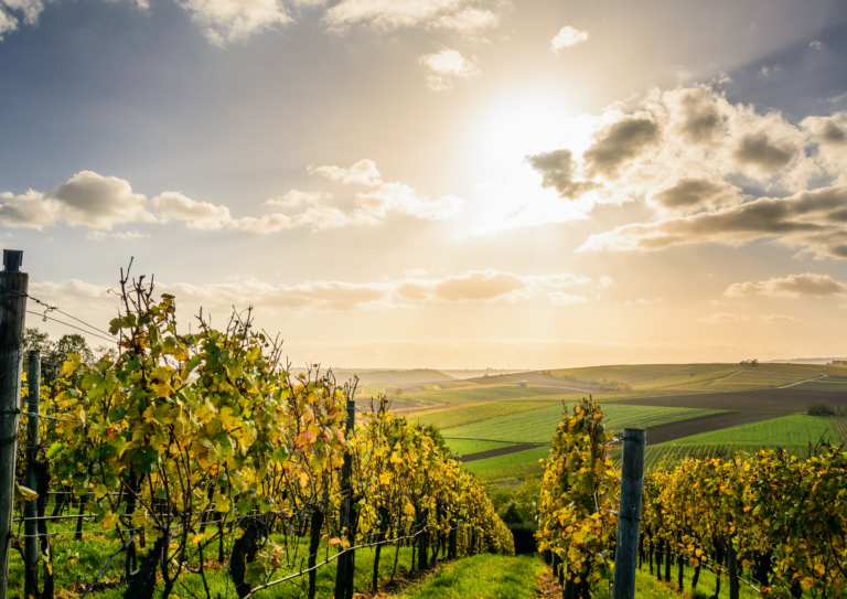 A SPASSO TRA LE COLLINE DEL PROSECCO